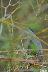 Butorides striata atricapilla
