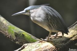 Butorides striata javanica