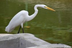 Ardea alba egretta