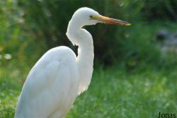 Ardea alba