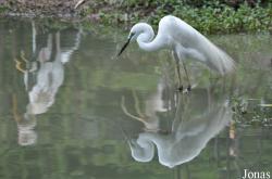Ardea alba modesta