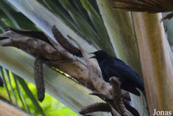 Ptiloxena atroviolacea
