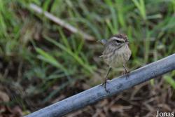 Setophaga palmarum palmarum