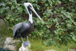 Pelecanus occidentalis occidentalis