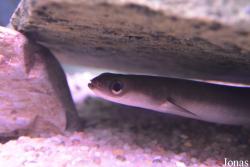 Anguilla rostrata