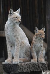 Ogród Zoologiczny im. Stefana Milera w Zamościu