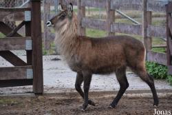 Ogród Zoologiczny im. Stefana Milera w Zamościu