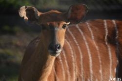 Ogród Zoologiczny im. Stefana Milera w Zamościu