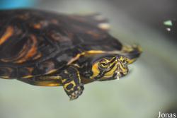 Magillo