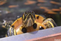 Magillo