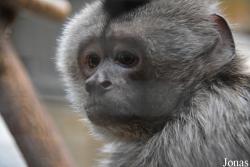 Magillo
