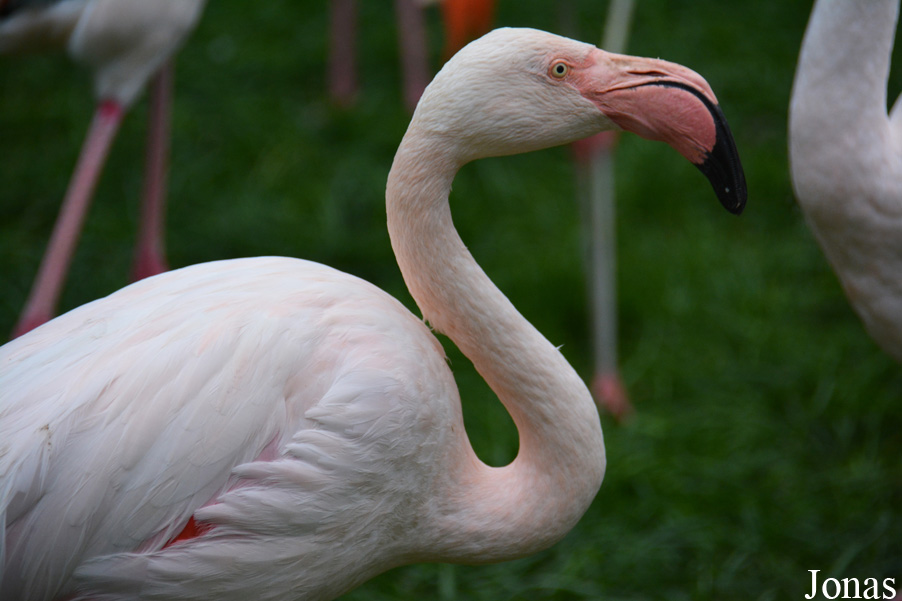 Ogród Zoologiczny w Krakowie