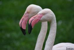 Ogród Zoologiczny w Krakowie