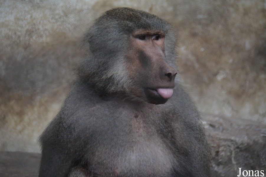 Ogród Zoologiczny w Krakowie