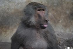 Ogród Zoologiczny w Krakowie