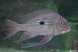 Geophagus proximus