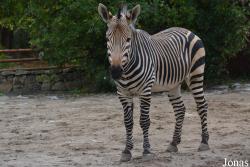 Zoo Wrocław