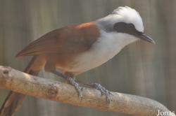 Garrulax leucolophus