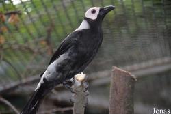 Sarcops calvus calvus