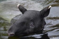 Tapirus indicus