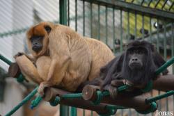 Zoo Wrocław