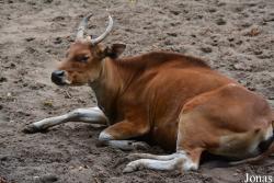 Zoo Wrocław