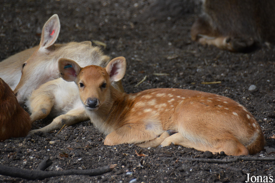 Zoo Wrocław