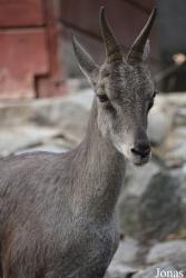 Zoo Wrocław