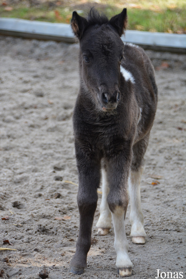 Zoo Wrocław