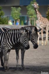 Zoo Wrocław