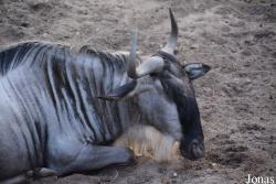 Zoo Wrocław
