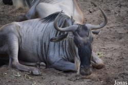 Zoo Wrocław