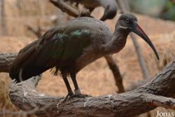 Zoo Wrocław