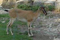 Capra aegagrus creticus