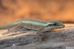 Phelsuma borbonica
