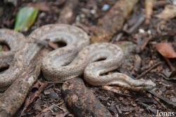 Tropidophiidae
