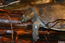 Cyclanorbis elegans