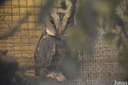 Otus megalotis