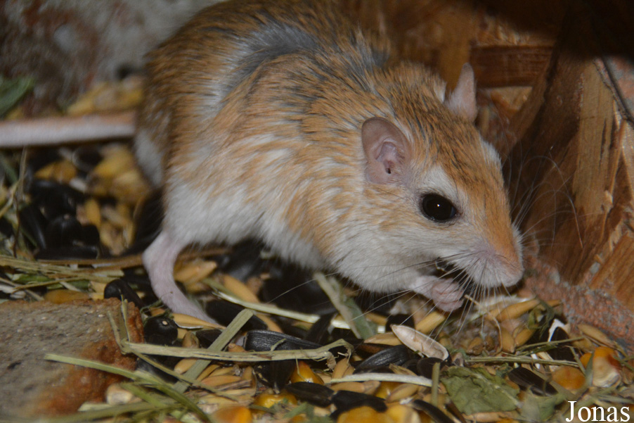 Zoo Wrocław