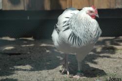 Poule Sundheimer