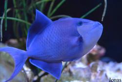 Odonus niger