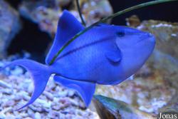 Erlebnispark Meeresaquarium Zella-Mehlis
