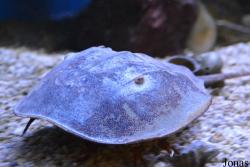 Limulidae