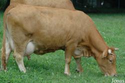 Vache Limpurg