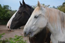 Cheval Shire