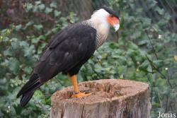 Thüringer Zoopark Erfurt