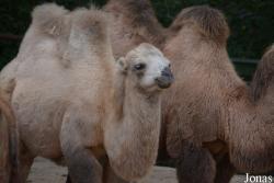 Thüringer Zoopark Erfurt