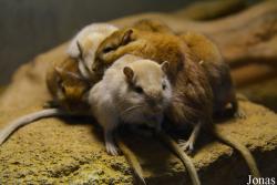 Exotarium Oberhof
