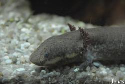 Sirenidae
