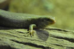 Exotarium Oberhof